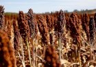 Sistema Famato destaca avanço na destinação correta de embalagens de defensivos agrícolas em Mato Grosso