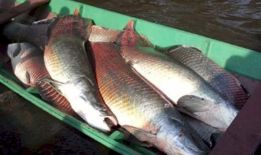 Governador propõe proibição sobre apenas 14 espécies de peixes em MT; mais de 100 ficariam liberadas