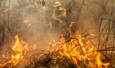 Brasil teve 11,39 milhões de hectares atingidos pelo fogo este ano