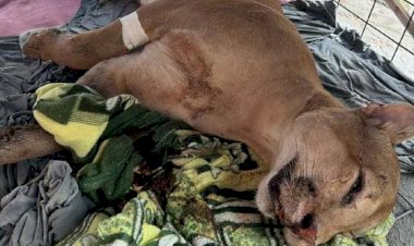 Onça-parda resgatada em Campinápolis é sacrificada pelo Ibama em Goiânia