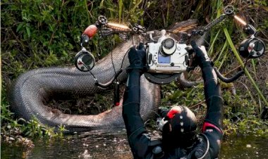 Sucuri de 4 metros ataca e mata cachorro em córrego em MT