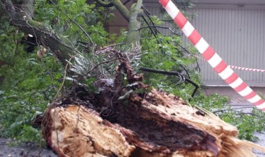 Temporal derruba árvores em Novo São Joaquim