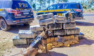 Cão farejador auxilia na apreensão de carga milionária de supermaconha