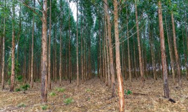 Mato Grosso vai investir R$ 2,8 milhões em pesquisas de manejo e conservação de florestas