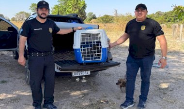 Polícia Civil resgata filhote de onça-pintada em propriedade rural de Barra do Garças