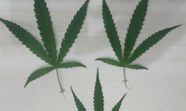 Polícia flagra mulher cultivando planta de maconha em casa em Porto Alegre do Norte (MT)