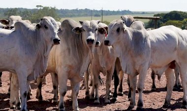 Com tarifas menores nos EUA, Famato prevê ampliar exportações de carne bovina de Mato Grosso