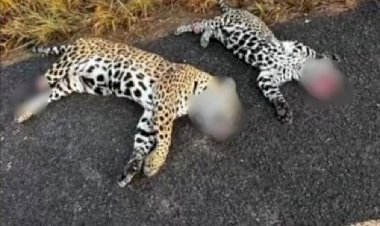 Duas onças-pintadas são encontradas mortas em rodovia de MT