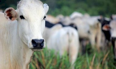 Justiça determina interdição de matadouro após ação do MPMT