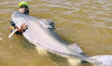 Peixe de 1,8m pescado no Rio Araguaia não pode ser consumido e deve ser devolvido à água, diz guia