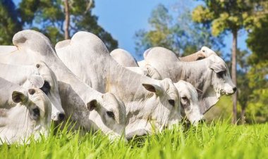 Pecuária deve movimentar R$ 42,1 bilhões e ganhar espaço na economia de Mato Grosso em 2026