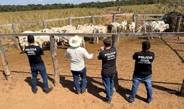 Polícia Civil recupera 33 cabeças de gado furtadas de propriedade rural em Cocalinho