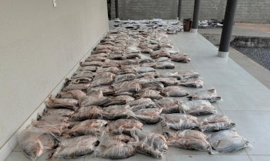PM apreende mais de 500 peixes durante abordagem na MT-020 em Campinápolis