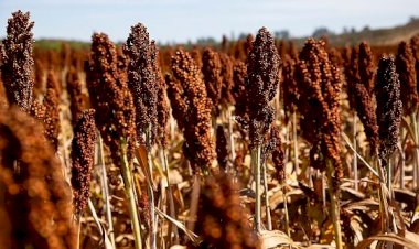 Sistema Famato destaca avanço na destinação correta de embalagens de defensivos agrícolas em Mato Grosso