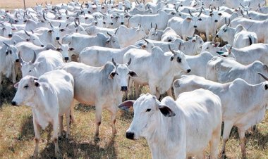 INDEA realiza em Nova Nazaré levantamento sobre brucelose bovina