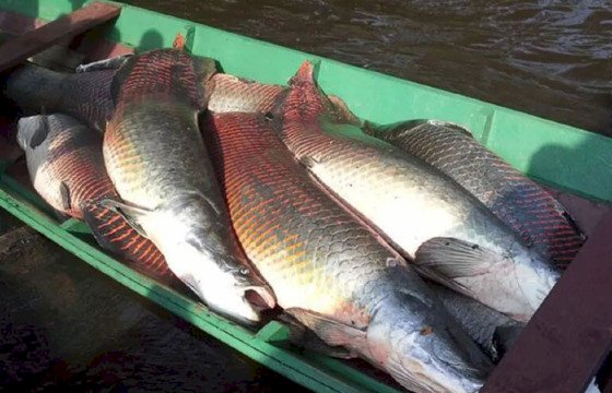 Governador propõe proibição sobre apenas 14 espécies de peixes em MT; mais de 100 ficariam liberadas