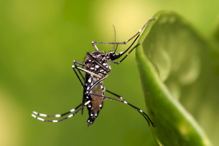 Dengue: Brasil registra mais de 243 mil casos prováveis da doença