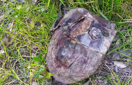 Polícia Civil localiza corpo de jovem desaparecida em São Félix do Araguaia