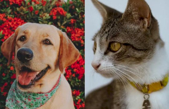 Lei que proíbe remédios para evitar que cadelas e gatas entrem no cio é aprovada em MT