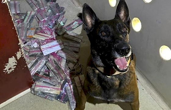 Cães farejadores dão apoio à Polícia Penal em buscas por celulares e drogas em presídios de MT