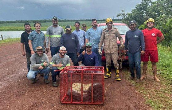 Sucuri de 5 metros é capturada em área rural de município na região Araguaia