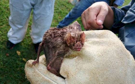 Variante da Covid-19 é encontrada em morcegos pela 1ª vez no Pantanal de MT