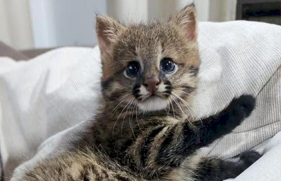 Filhote de gato selvagem é resgatado em lavoura na região do Araguaia e recebe tratamento médico