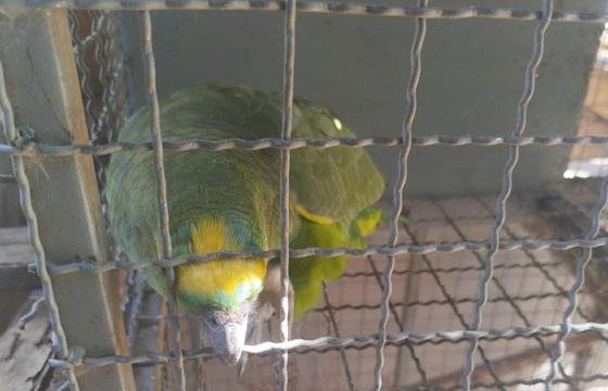 Ibama apreende aves silvestres sem origem legal em cidades do Araguaia