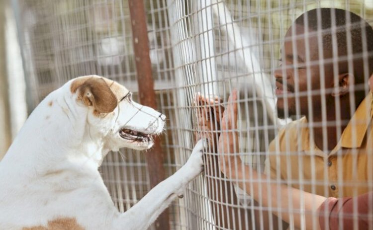 Ministério Público recomenda construção de canil municipal e controle de animais em Água Boa