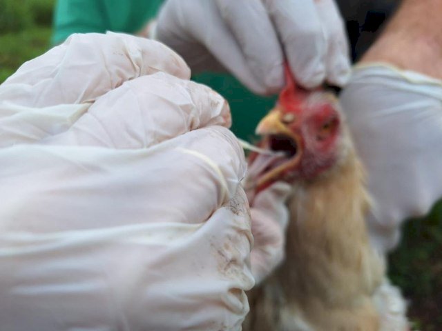 Indea adota medidas para conter circulação de gripe aviária em Campinápolis