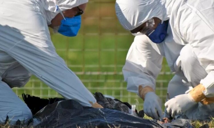 MT registra duas suspeitas de gripe aviária em humanos; 9 pessoas monitoradas em Campinápolis