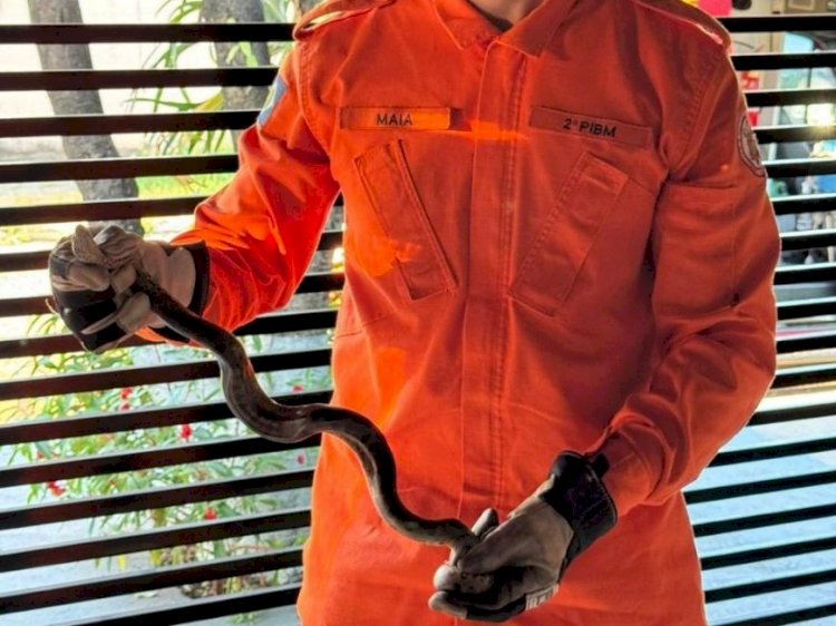 Sucuri verde de aproximadamente 1,5 metros de comprimento é capturada em residência em Água Boa (MT)