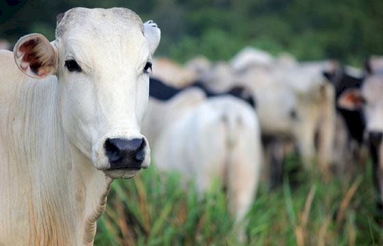 Justiça determina interdição de matadouro após ação do MPMT