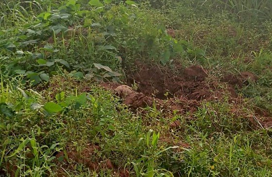 Cadáver humano é encontrado em região de mata em General Carneiro